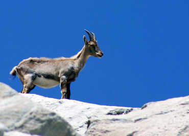 Jeune bouquetin dans le Parc national de la Vanoise