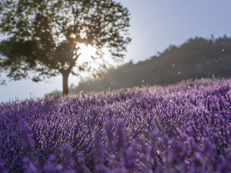 Árbol y lavanda