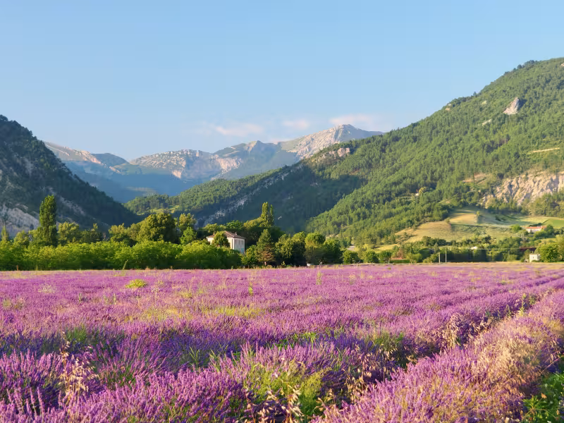 Campo de lavanda Diois