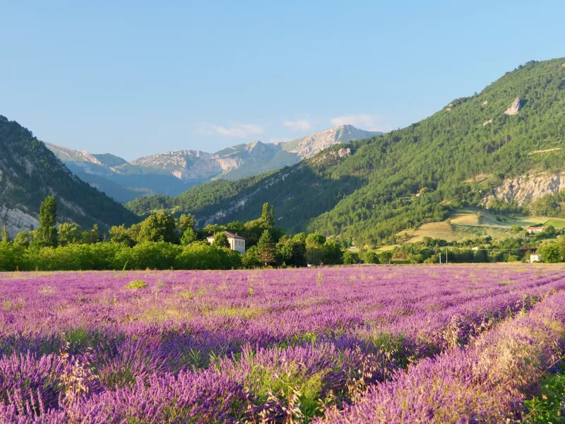 Campo de lavanda Diois