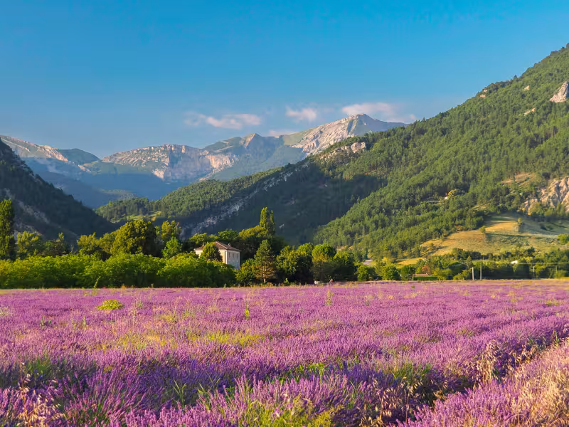 Lavanda de Diois