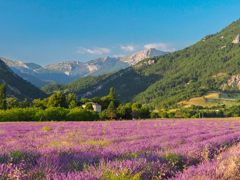 Lavanda de Diois