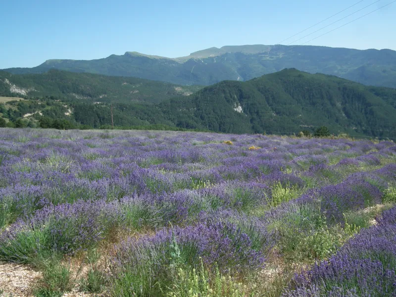 Lavanda en Valdrôme