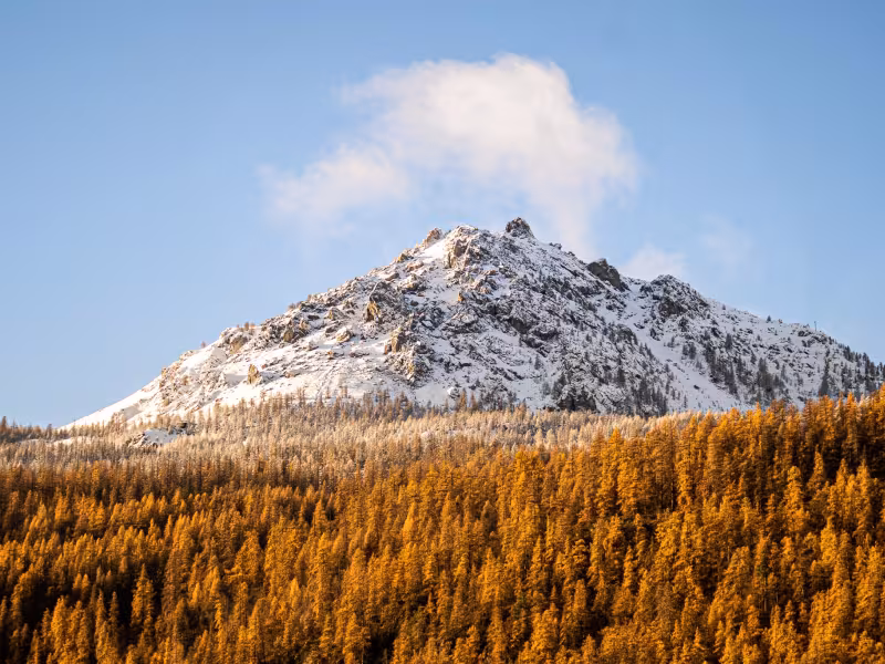 Alerce en otoño