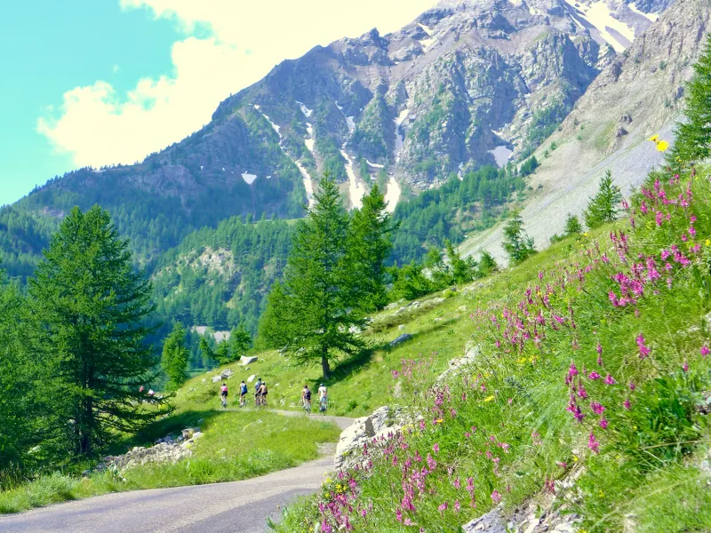 Céspedes alpinos y alerces acompañan a los ciclistas