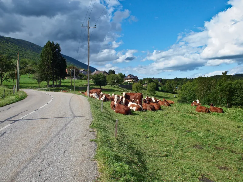 Rebaño de vacas en esta variante saboyana de la RGA
