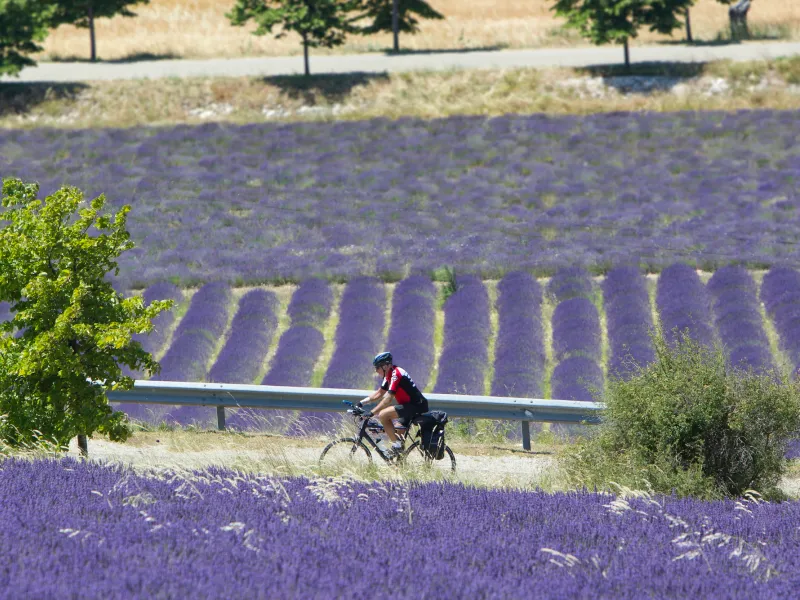 En bicicleta por los campos de lavanda de las Baronnies