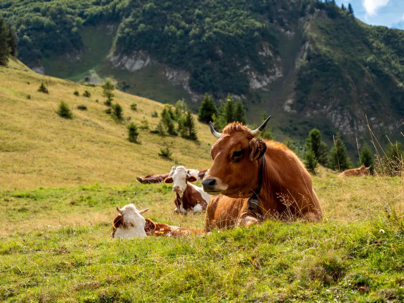 Rebaño de vacas Tarine en la vertiente norte del puerto de Iseran