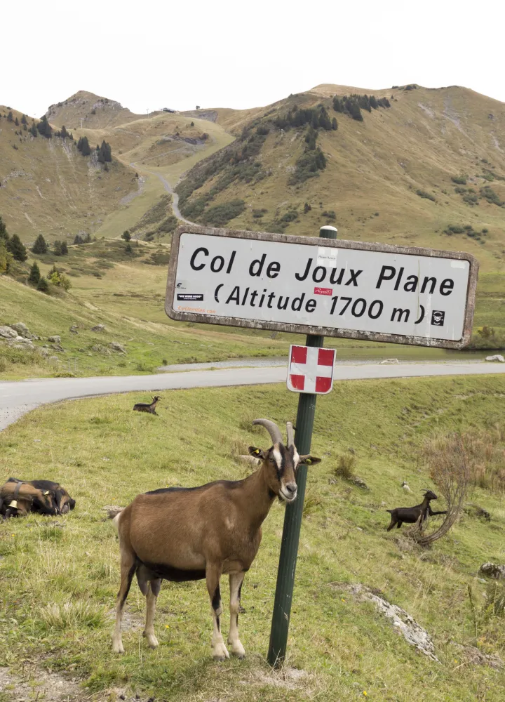 panel col de joux plano