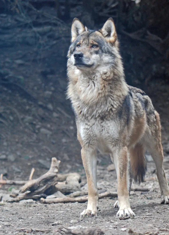 Lobo macho