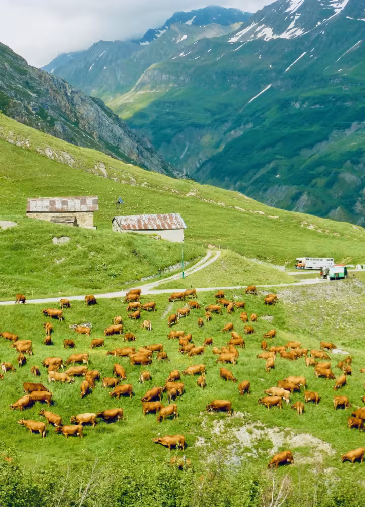 Vacas Tarine que producen leche para el famoso queso Beaufort en el Corm