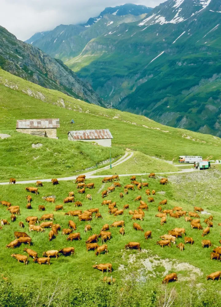 Vacas Tarine que producen leche para el famoso queso Beaufort en el Corm