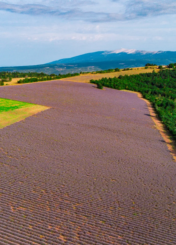Mont Ventoux y lavanda chmpa