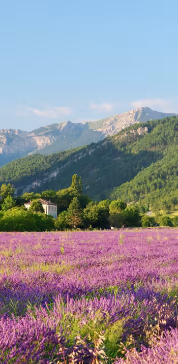 Campo de lavanda Diois