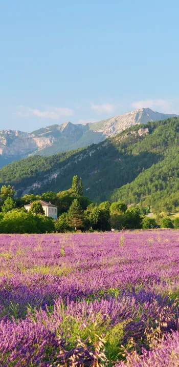 Campo de lavanda Diois