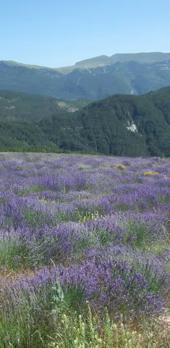 Lavanda en Valdrome LT Grandes Itinerances.jpeg