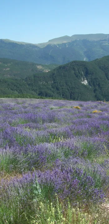 Lavanda en Valdrome LT Grandes Itinerances.jpeg