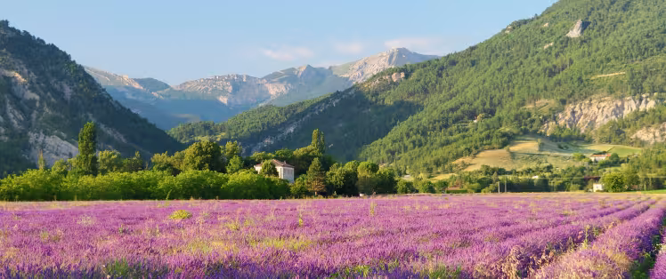 Campo de lavanda Diois