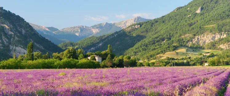 Campo de lavanda Diois