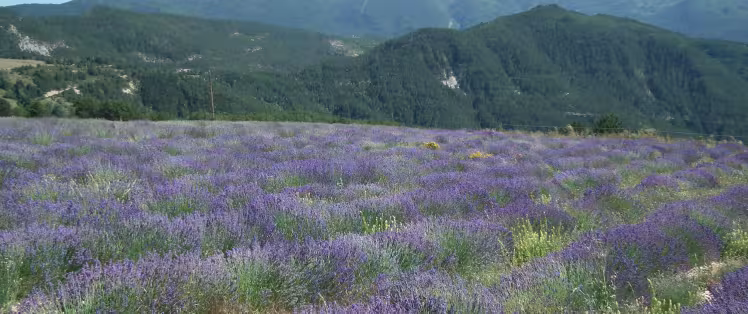 Lavanda en Valdrome LT Grandes Itinerances.jpeg