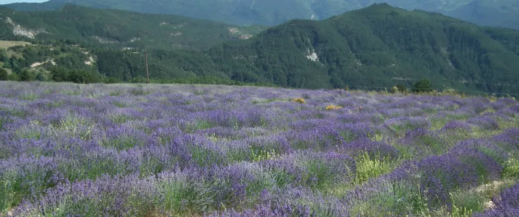 Lavanda en Valdrome LT Grandes Itinerances.jpeg