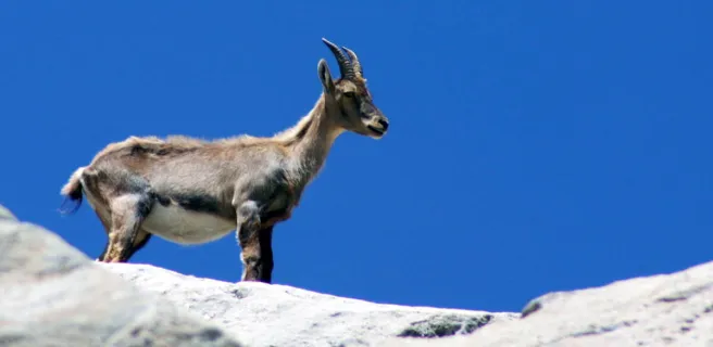 Jeune bouquetin dans le Parc national de la Vanoise