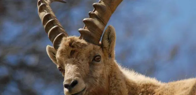 Jeune bouquetin mâle au printemps - Vallon du Tourond