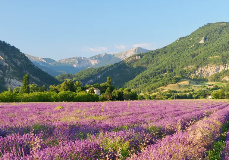 Campo de lavanda Diois