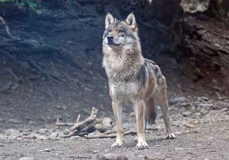 Lobo macho