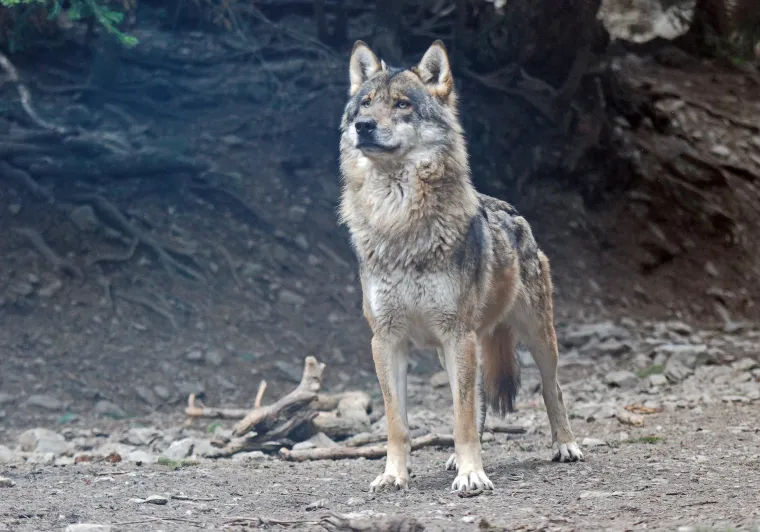 Lobo macho