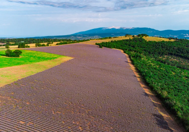 Mont Ventoux y lavanda chmpa