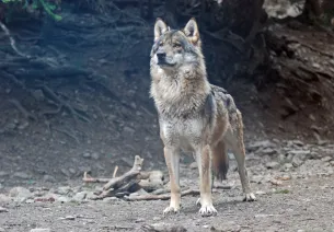 Lobo macho