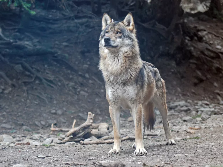 Lobo macho